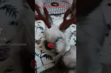 Reindeer bunny Snowball is so cute #bunny #christmas #reindeer #sweet