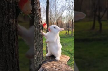 Cute baby rabbit #shorts #viralshorts #youtubeshorts #shortsfeed #ytshorts #trending #viralvideo
