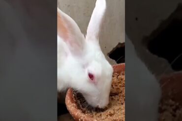 cute Rabbit eat