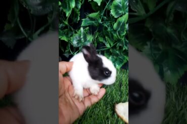 bunny so cute #bunny #kelincilucu #anakkelinci @rumahkelincichannel