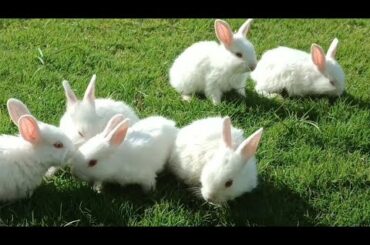 funny and cute baby bunny rabbit video baby animal video compilation(2022) cute rabbit baby video