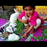 cute baby girl feeding rabbit bunnies
