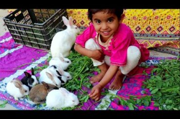 cute baby girl feeding rabbit bunnies