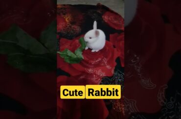 Cute rabbit shorts video || #shorts #viral #khargosh #cute #animals #youtubeshorts