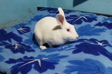 Cute Baby Rabbits Playing,Feeding Activities | Bunny Rabbit (Baby Rabbits)