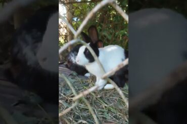 Cute Rabbit
