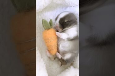 Baby Bunny #short #shorts #rabbit #bunny #animal #animals #pets #pet #viral #viralvideo #cute #baby