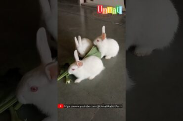 My Cute Rabbit Bunnies #shorts #cutebunny #rabbit