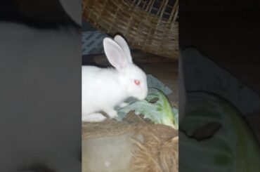 Cute Baby Rabbit #babyrabbits #shorts