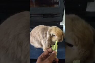 Cute Rabbit video| #short