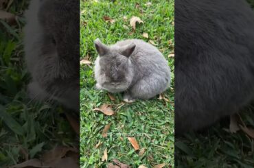Cute bunny rabbit we rescued.