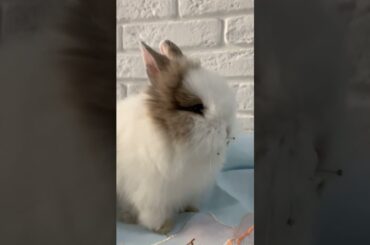 Cute Bunny#shortvideo