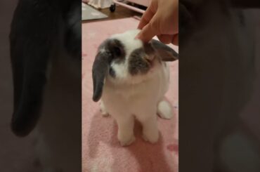 Rabbit Jumping #short #shorts #shortsfeed #ytshorts #viral #viralshorts #pets #cute #baby #rabbits