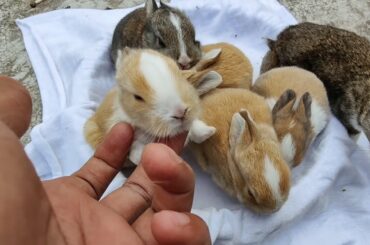 Cutest Baby Bunny Rabbit Growing Up [ 1 to 16 Days ]