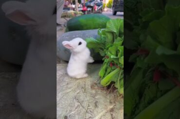 Cute rabbit . A beautiful moment #shorts #funnyclip #cuteanimals #funnymoment #funny #animals