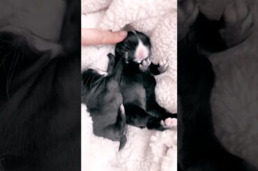 Cute Rabbit Babies With Pathan Song #short #shorts #shortsfeed #ytshorts #viral #viralshorts #pets