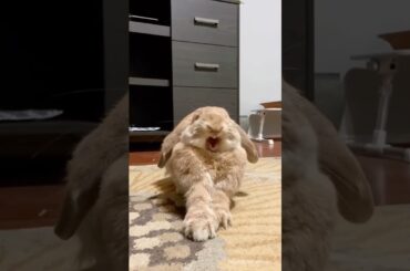Cute Rabbit #short #shorts #short #viralshorts #shortsfeed #ytshorts #viral #viralvideo #cute #pets