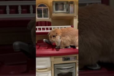 Cute bunny playing