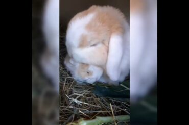 Cute Rabbit #shorts #youtubeshorts