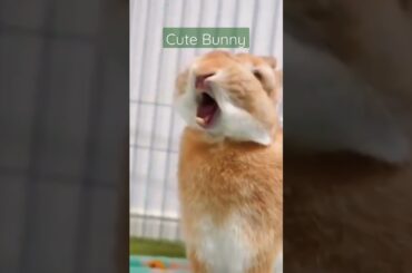 Baby rabbits - Cute and Funny Baby rabbit Videos Compilation so cute