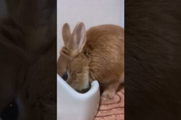 Rabbit Eating #short #shorts #viralshorts #viral #shortsfeed #ytshorts #pets #animal #pet #cute#baby