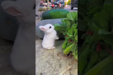Cute rabbit . A beautiful moment #396 - #shorts