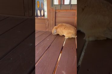 Cute bunny playing on the playground!!!!!