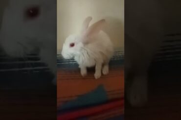 cute Rabbit #shorts #rabbit #cute