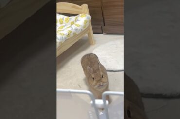 Cute Rabbit #shorts #short #animal #shortsfeed #viralshorts #viral #shortsvideo #pets #pet #cute