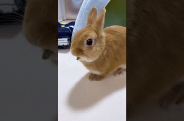 Rabbit #shorts #shortsfeed #short #viral #viralshorts #shortvideo #pets #pet #ytshorts #cute #baby
