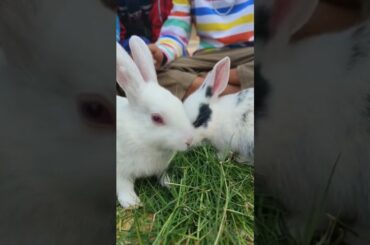Cute Rabbit Baby || #shorts #rabbit #animals #vairal #bunny #subscribe #best #cute