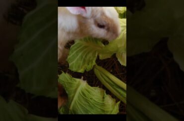 Wow energy food for cute Rabbit #shorts