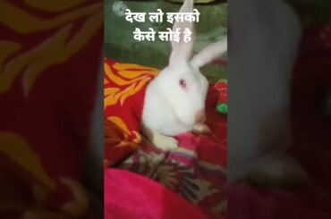 my cute rabbit simbha #viral #rabbit #shortvideo #bunny #cuterabbit