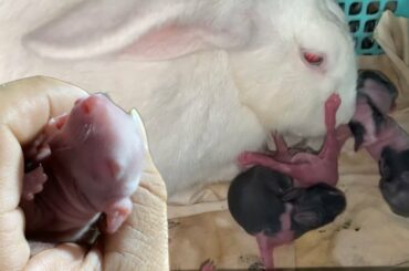 Baby rabbit newborn screaming and Mother rabbit crying