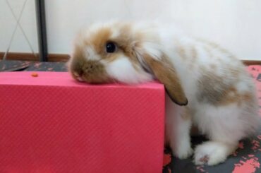 The time of my cute baby bunny rabbit's playfulness