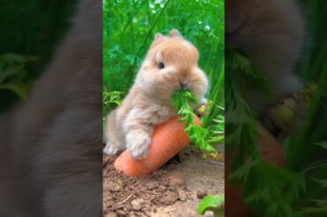 cute rabbit #cute #rabbit #shorts