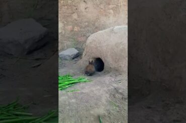 Cute Rabbit baby #shorts #youtubeshorts #ytshorts