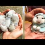 Cute baby animals Videos Compilation cute moment of the animals #11 Cutest Animals 2022