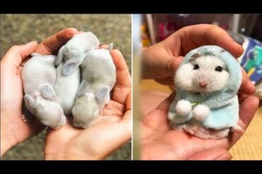 Cute baby animals Videos Compilation cute moment of the animals #11 Cutest Animals 2022