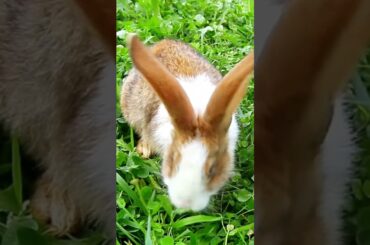 cute rabbit#shorts#rabbit