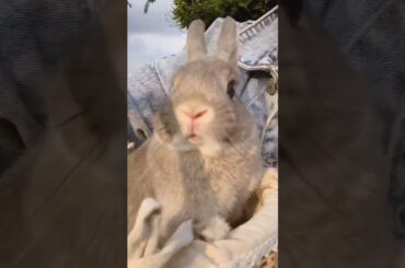 Cute Rabbit #short #shorts #viral #viralshorts #viralvideo #shortvideo #shortsfeed #animal #pets#pet