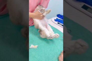 Rabbit Fear #short #shorts #shortsvideo #shortsfeed #ytshorts #viral #viralshorts #cute #baby #pets