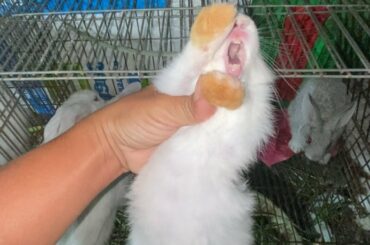 Baby Rabbit screaming