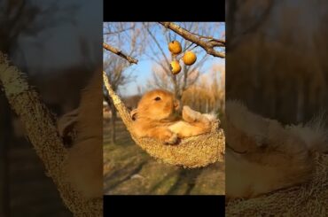 Cute bunny moment #short video.