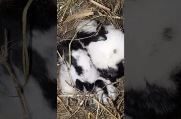 CUTE BUNNY#shortsvideo #viralvideo #youtube #ytshorts #youtubeshorts #pets #vtuber #shorts #yt #001