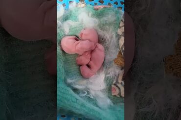 New born baby rabbit cute baby #rabbit #bunny #shorts #ytshorts