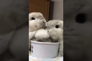 Funny Rabbits Video #short #shorts #rabbit #bunny #animal #viralvideo #viral #pets #pet #cute #baby