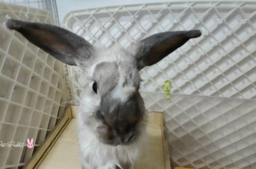 Funny and Cute Bunny Rabbits Compilation Video 24 | Funniest Bunny Rabbits Video