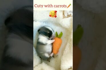 Cute rabbit baby with carrots #shorts #animals #rabbit