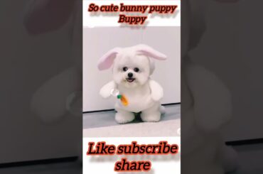 cute bunny + puppy = buppy #shorts